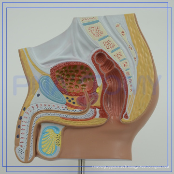 PNT-15701 Logo personnalisé Anatomie du bassin pour l&#39;hôpital